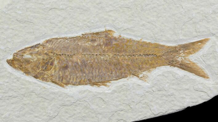 Detailed, Knightia Fossil Fish - Wyoming #78305